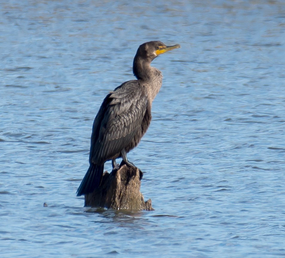Double-crested Cormorant - Jack and Shirley Foreman