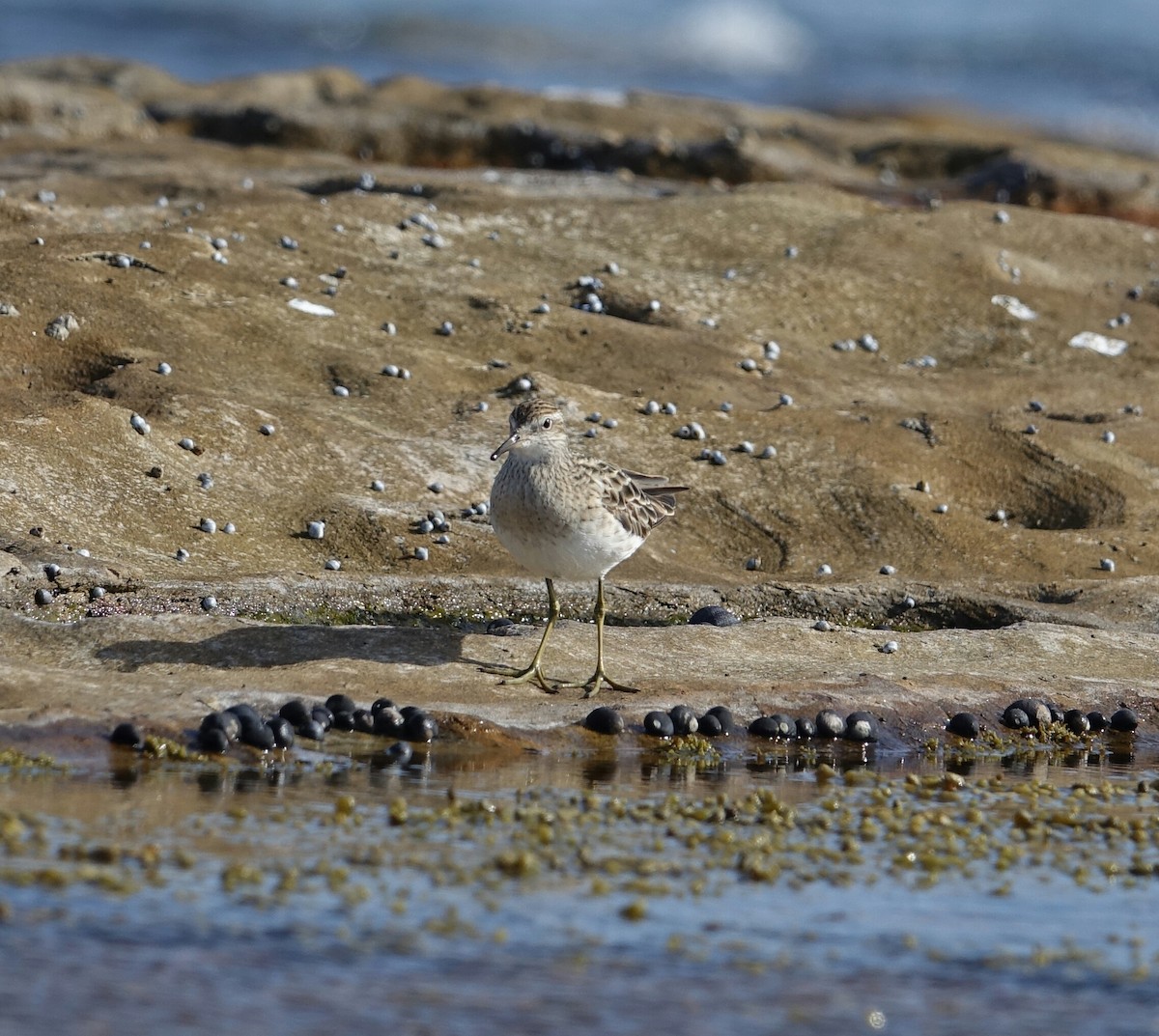 Sharp-tailed Sandpiper - Kerry Allen