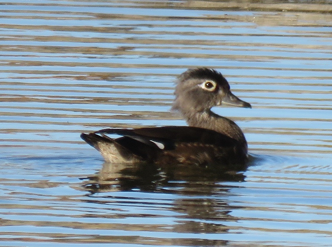 Wood Duck - ML119226261