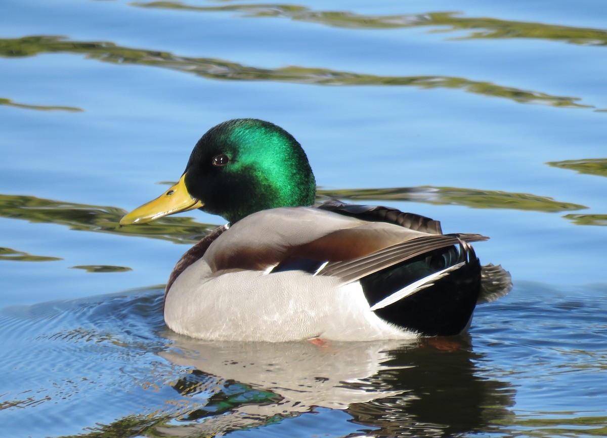 Mallard - ML119226631