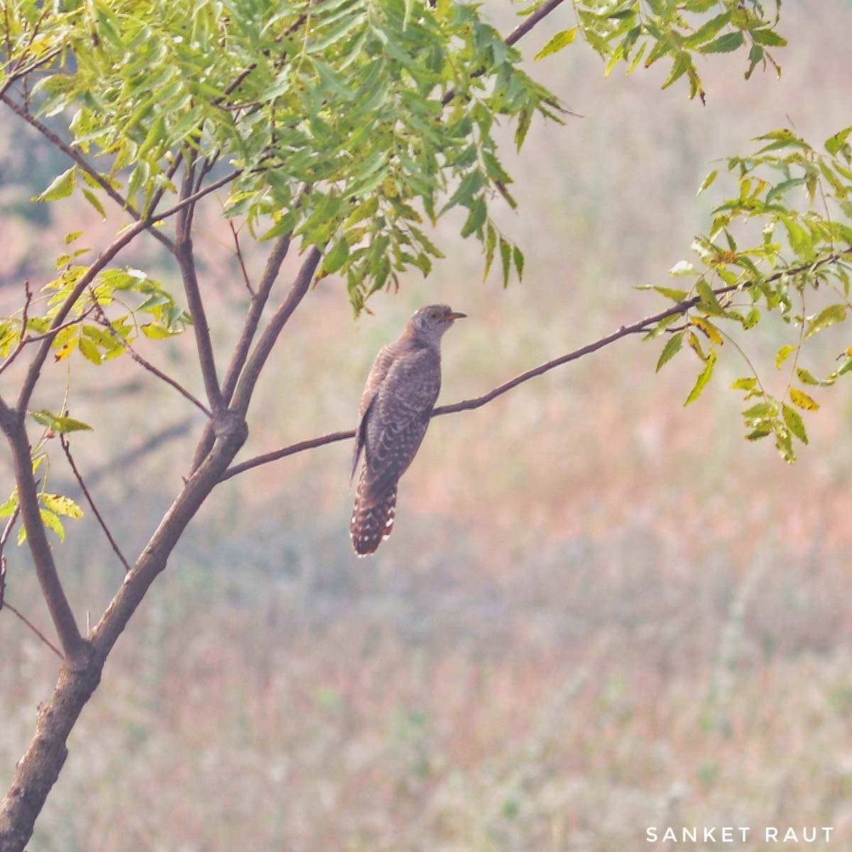 Common Hawk-Cuckoo - ML119229181