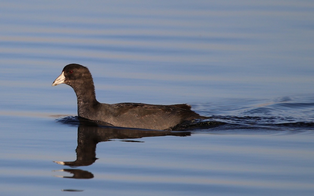 American Coot - ML119229851