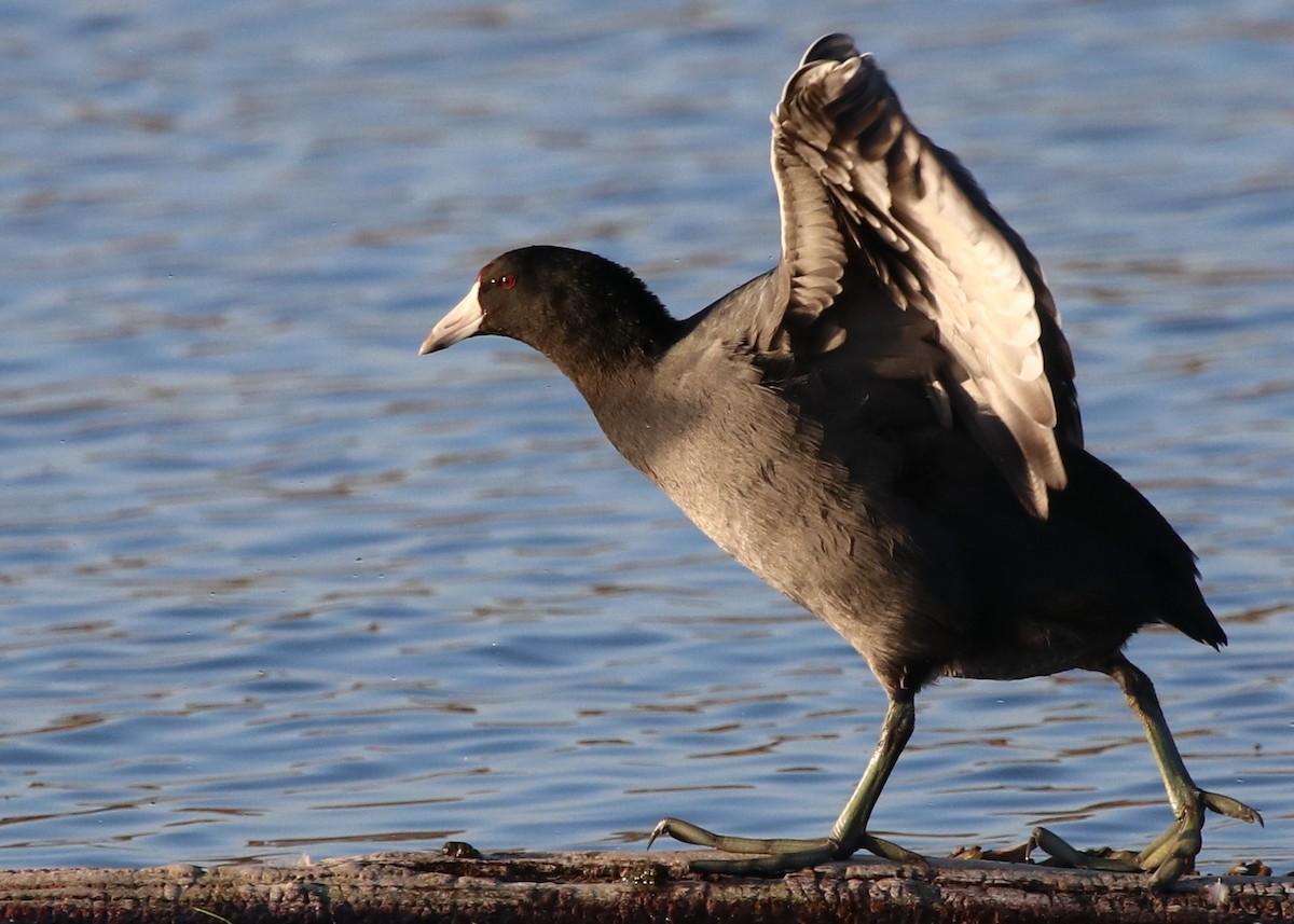 American Coot - ML119229871