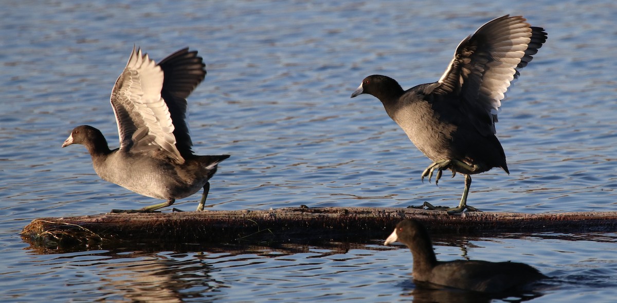 American Coot - ML119229881