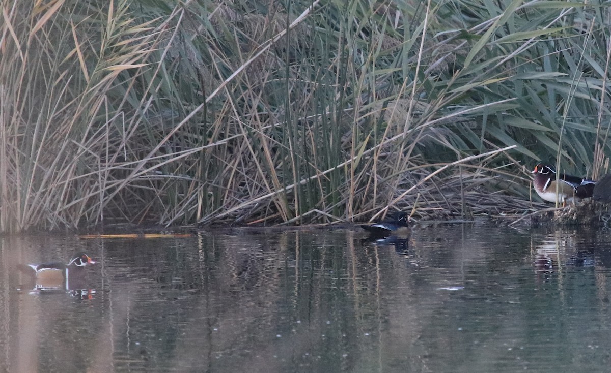 Wood Duck - Jason Fidorra