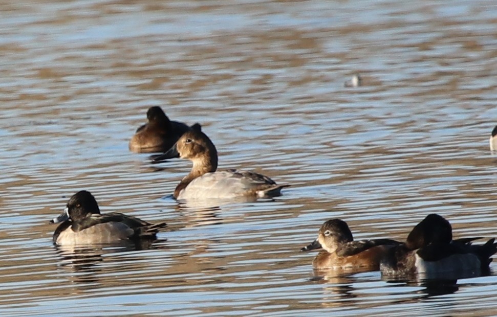 Canvasback - ML119230201