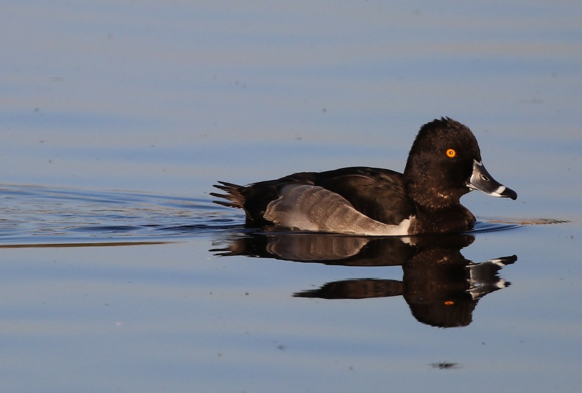 Ring-necked Duck - ML119230371