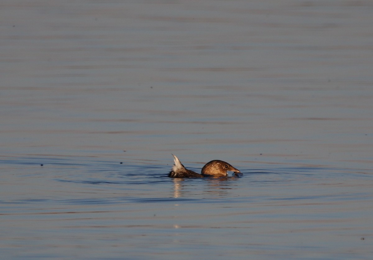 Pied-billed Grebe - ML119230401