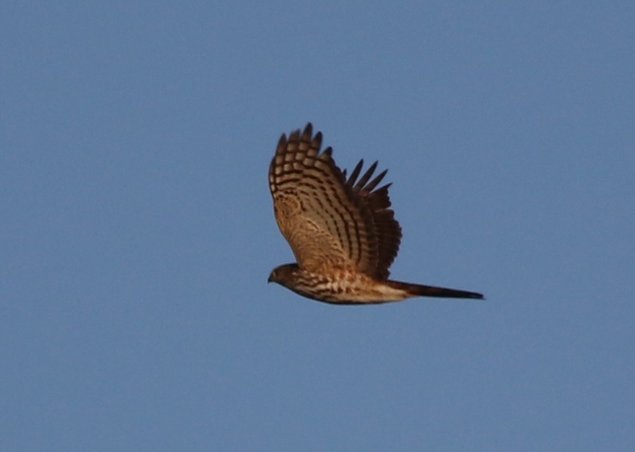 Sharp-shinned Hawk - ML119230431