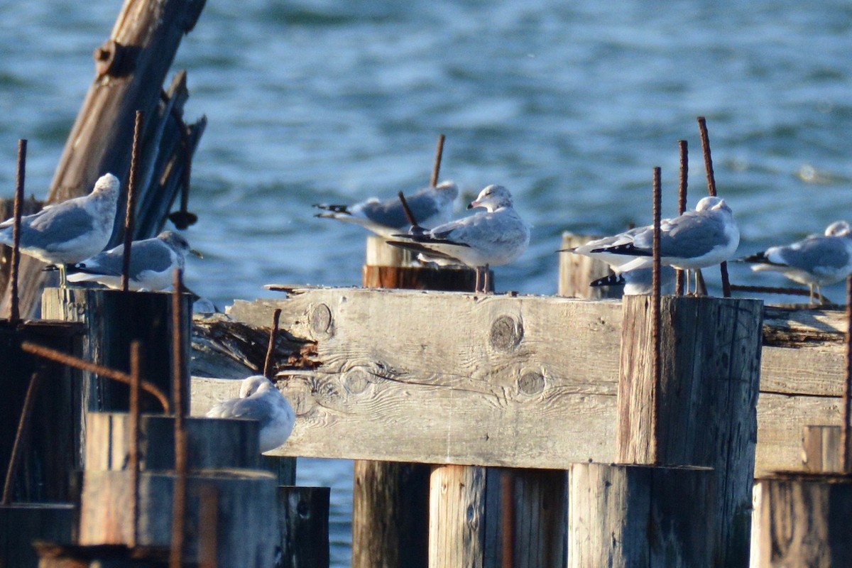 Ring-billed Gull - ML119231481