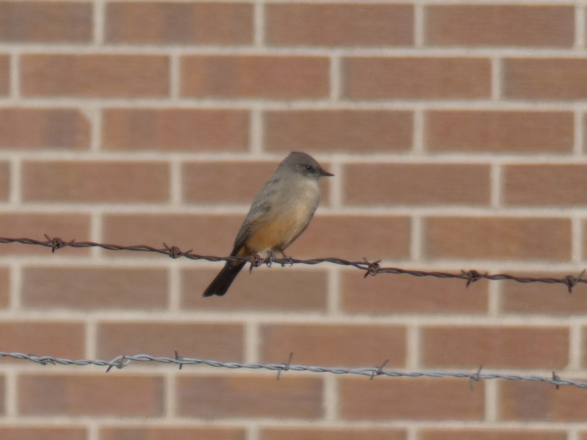 Say's Phoebe - ML119232281