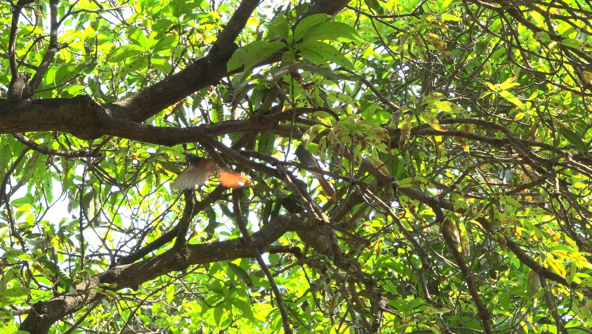 African Paradise-Flycatcher - ML119233141