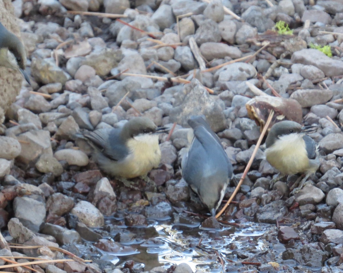 Pygmy Nuthatch - ML119233901