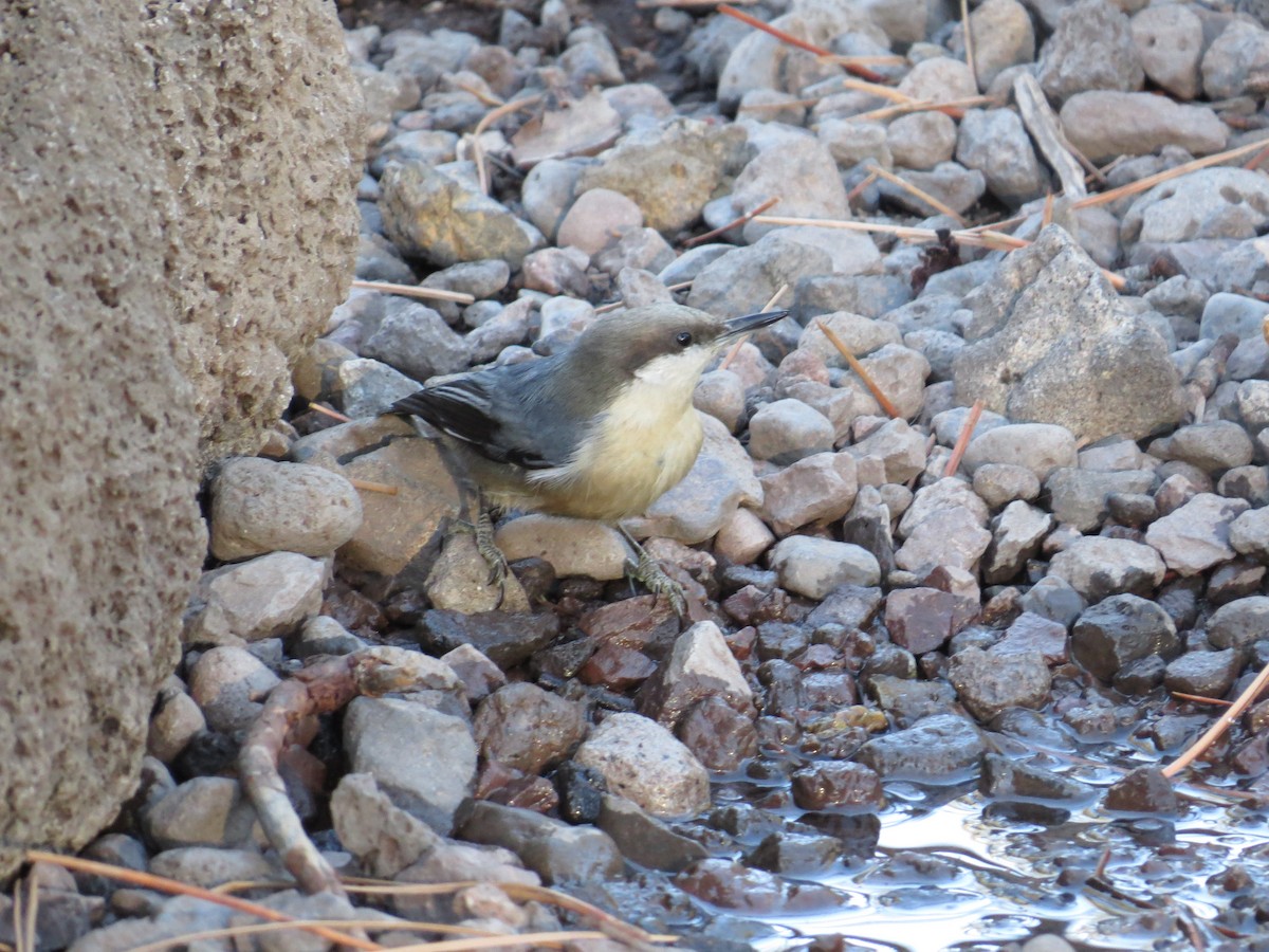 Pygmy Nuthatch - ML119233921