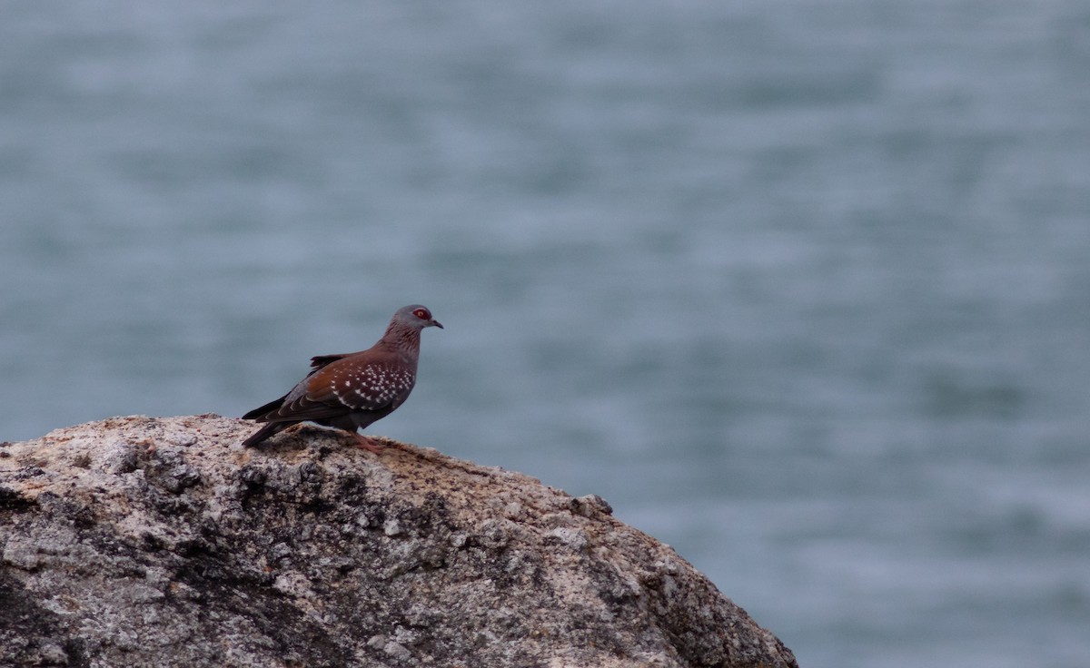 Speckled Pigeon - ML119236951