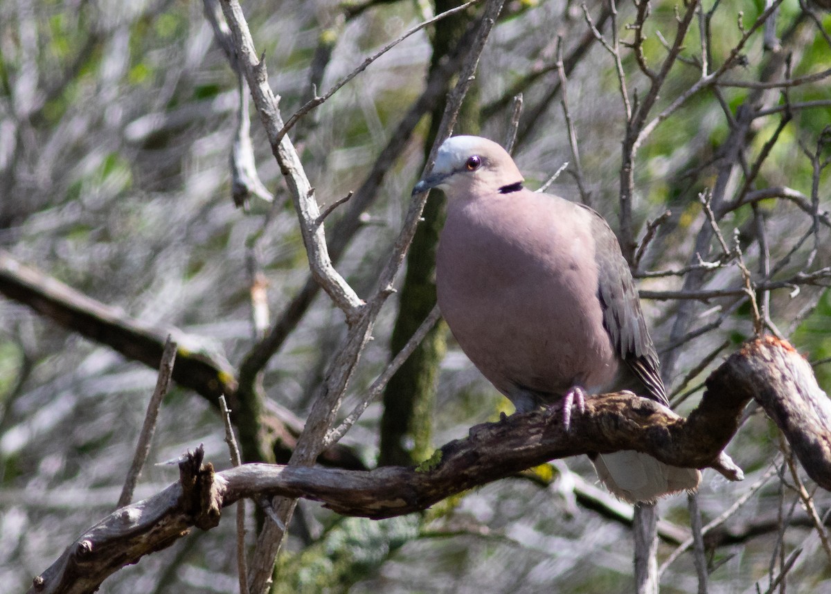 Red-eyed Dove - ML119237001