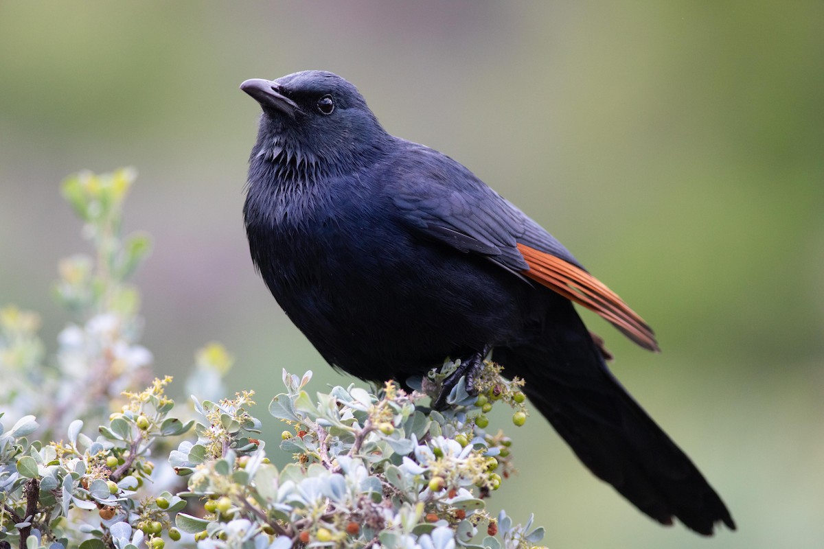 Red-winged Starling - ML119237191