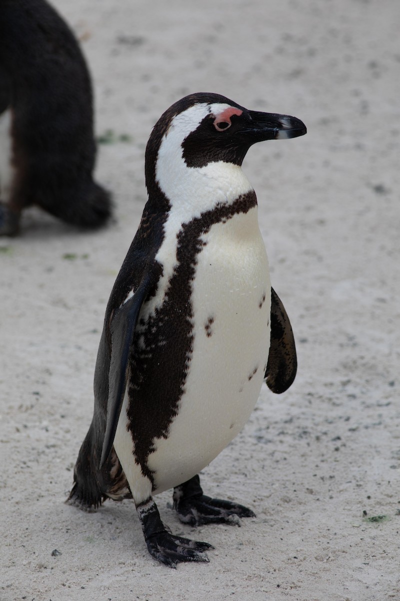African Penguin - ML119237201