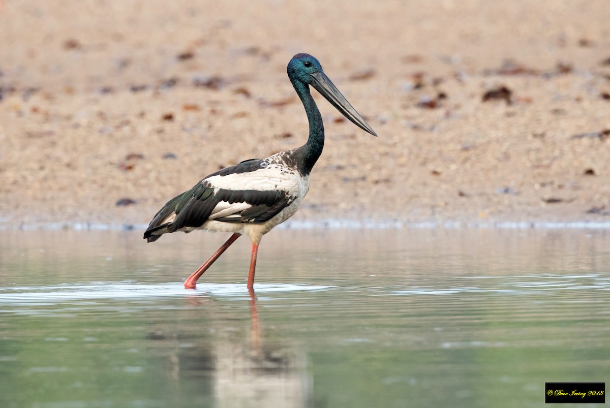 Black-necked Stork - David Irving