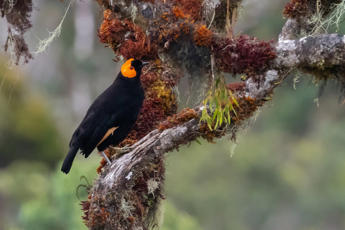 Macgregor's Honeyeater - Phil Chaon