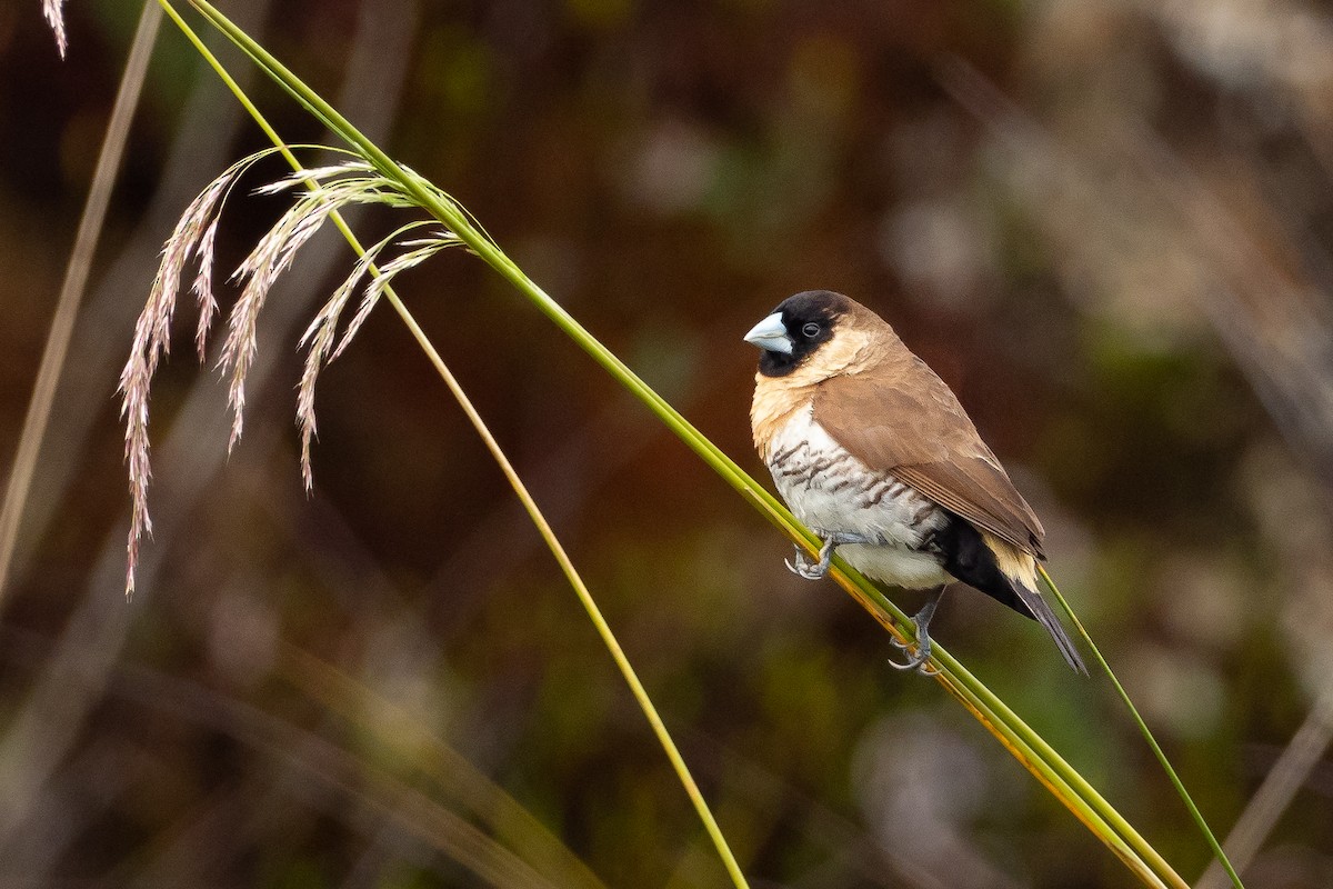 Snow Mountain Munia - Phil Chaon