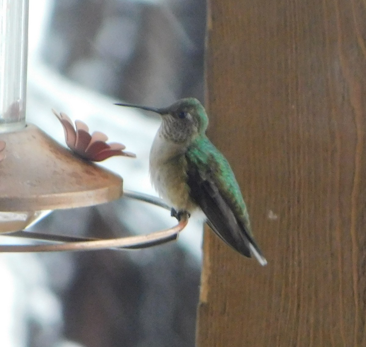 Broad-tailed Hummingbird - Eric Hough