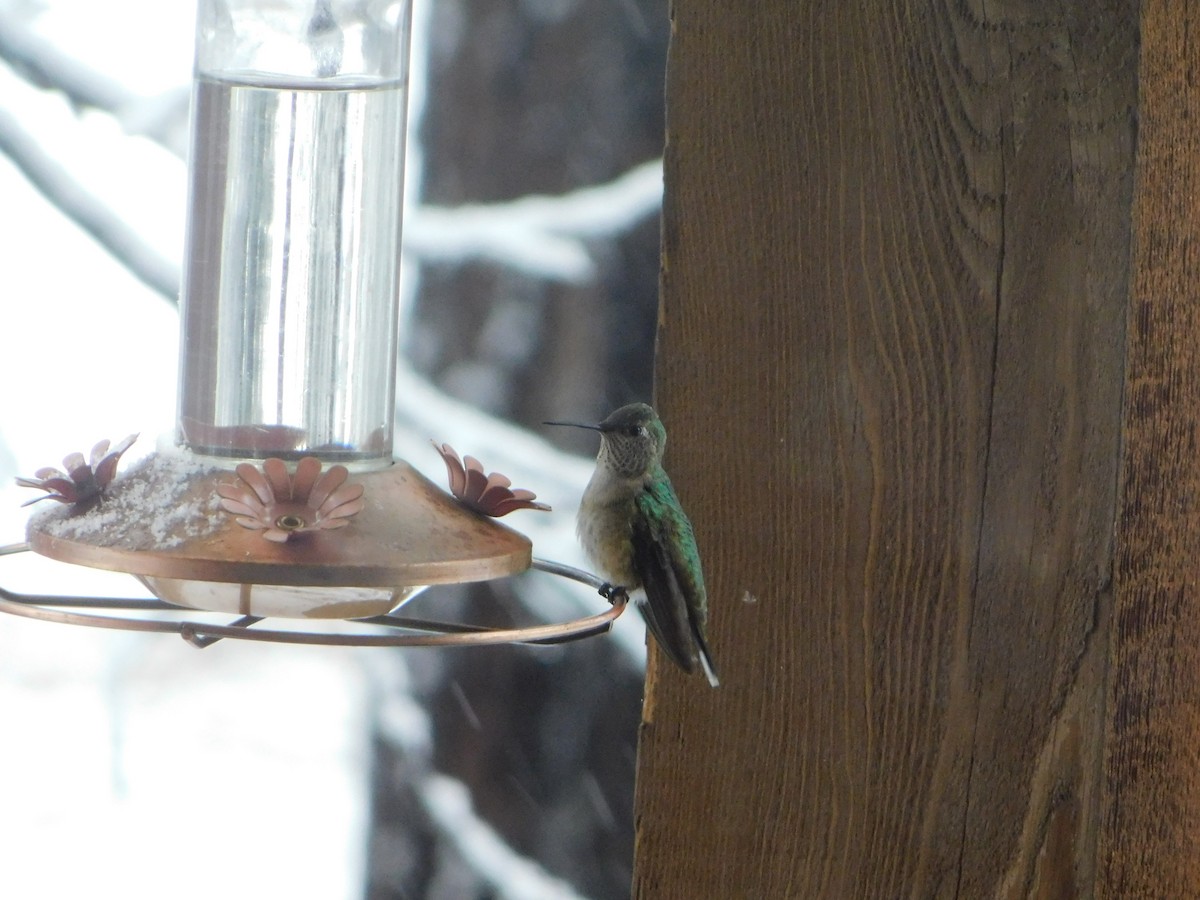 Broad-tailed Hummingbird - Eric Hough