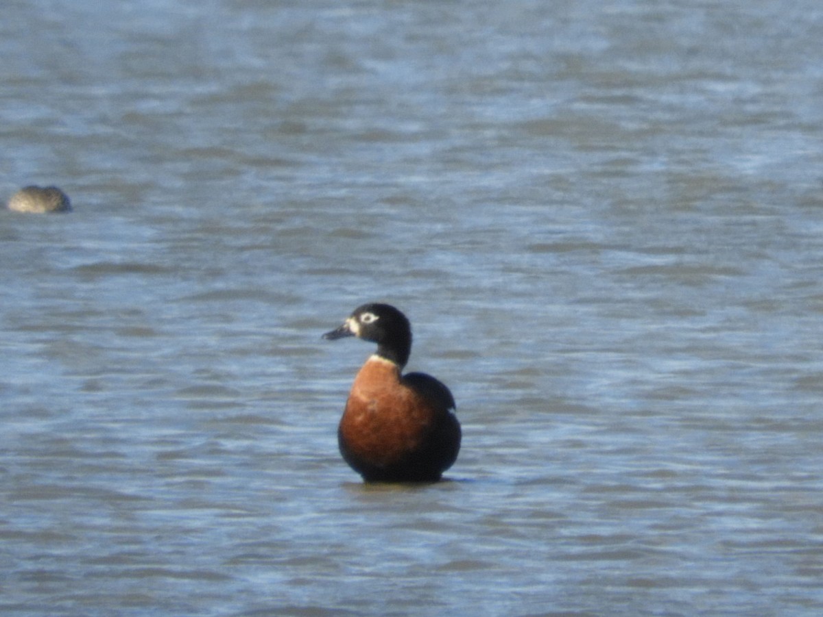 Australian Shelduck - ML119239561