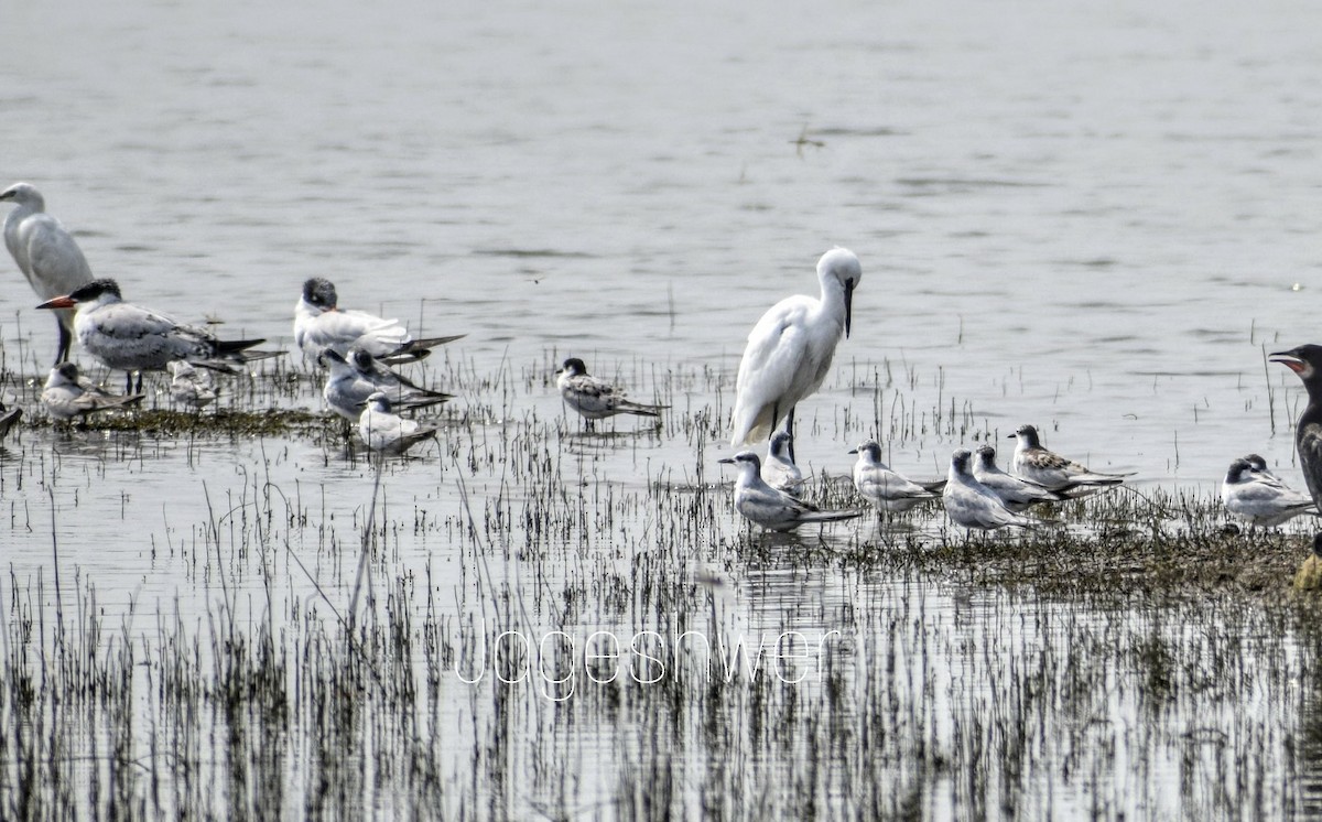 Little/Least Tern - ML119240951