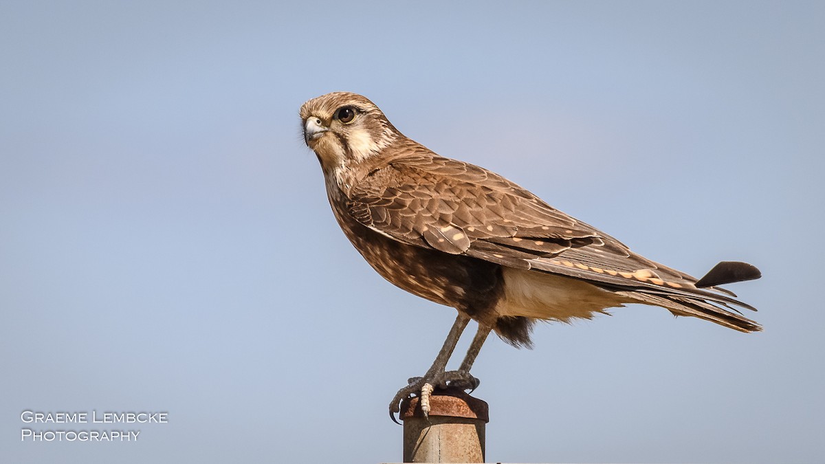 Brown Falcon - Graeme Lembcke