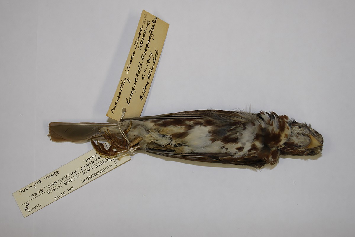 Fox Sparrow - ML119242771