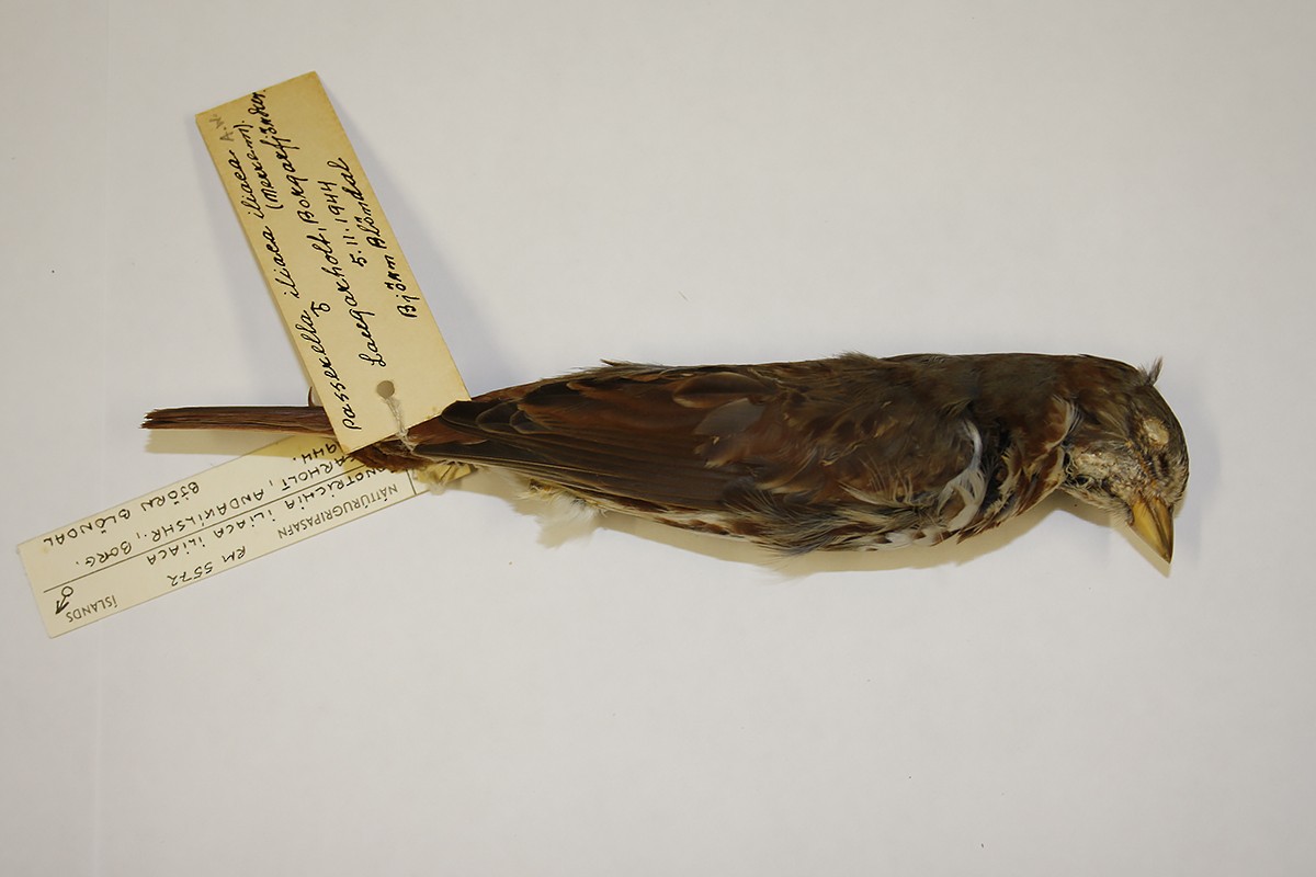 Fox Sparrow - ML119242791