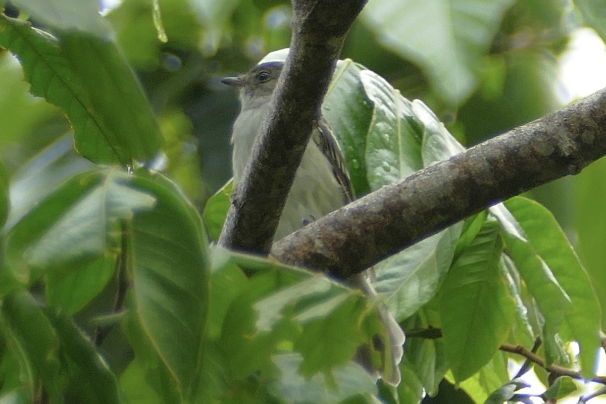 Caribbean Elaenia - ML119243941