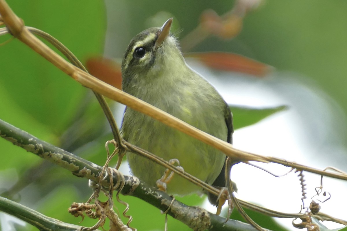 Plumbeous Warbler - ML119244101