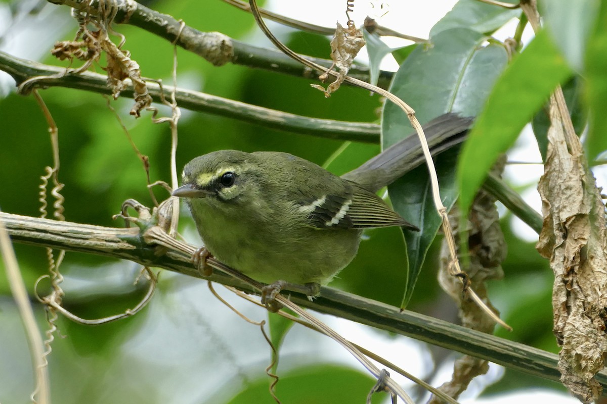 Plumbeous Warbler - ML119244111