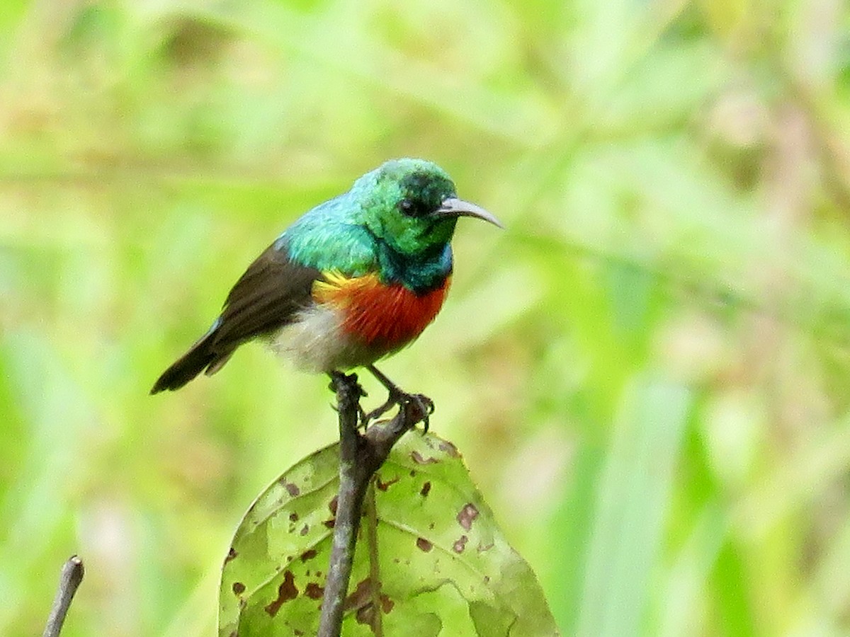 Tiny Sunbird - ML119244151