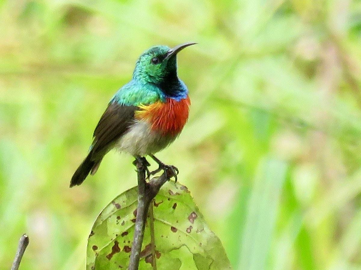 Tiny Sunbird - GARY DOUGLAS