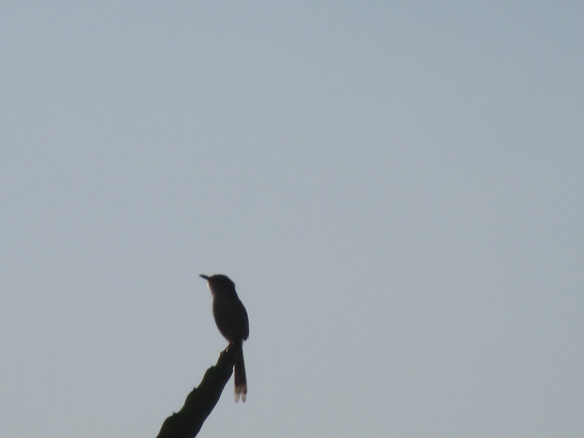 Plain Prinia - Juiche Hsu