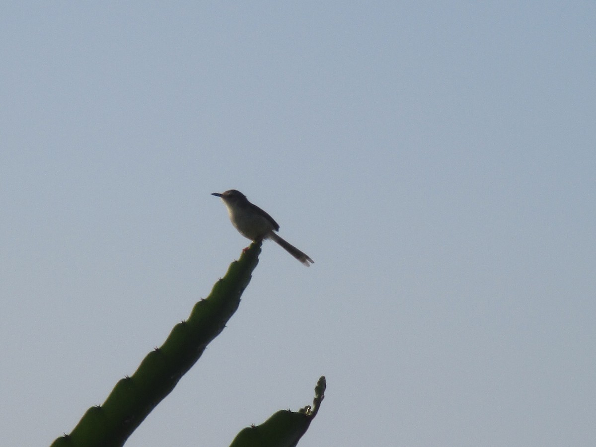 Plain Prinia - Juiche Hsu