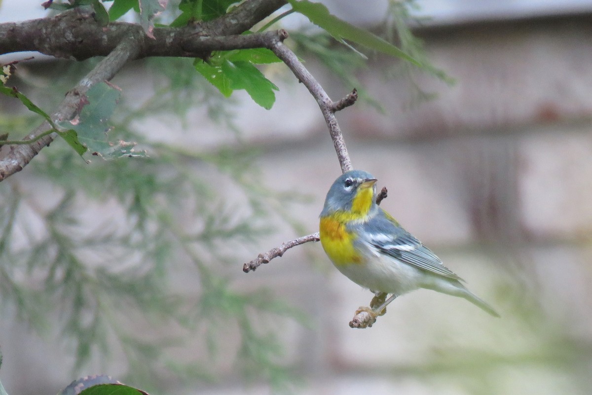 Northern Parula - ML119249001