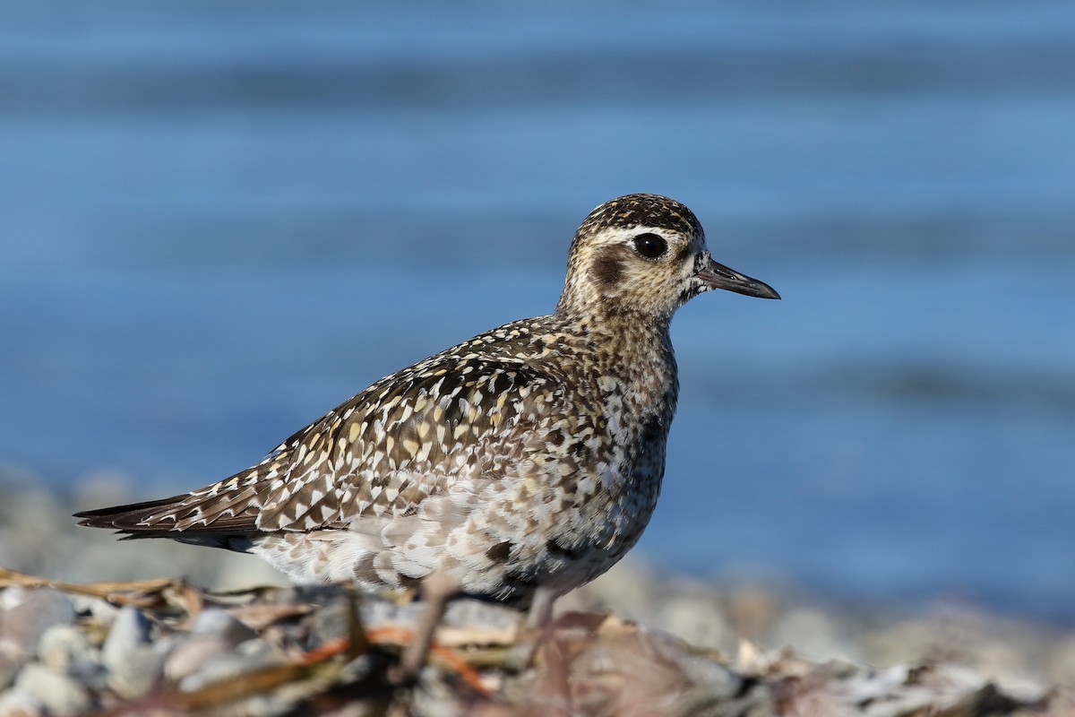 Pacific Golden-Plover - Blair Dudeck