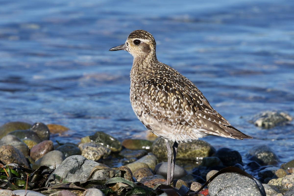 Pacific Golden-Plover - Blair Dudeck