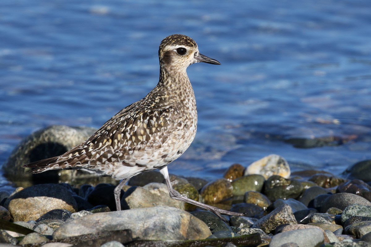 Pacific Golden-Plover - Blair Dudeck