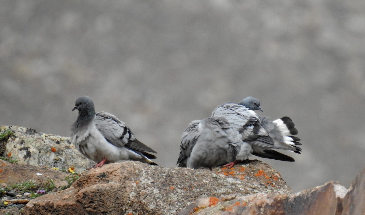 Hill Pigeon - Shwetha Bharathi