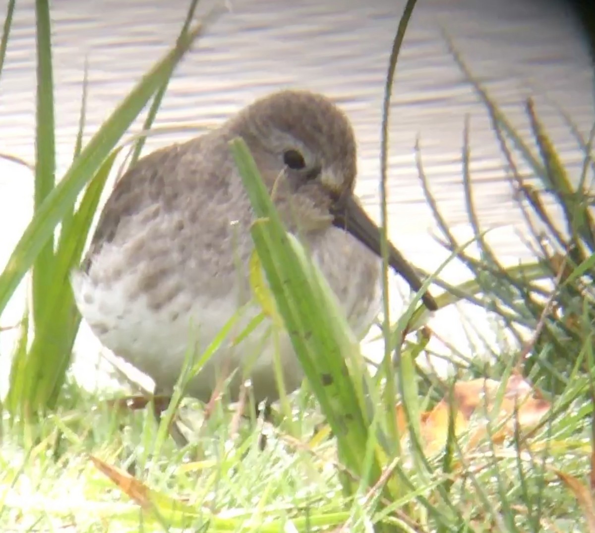 Dunlin - ML119250371