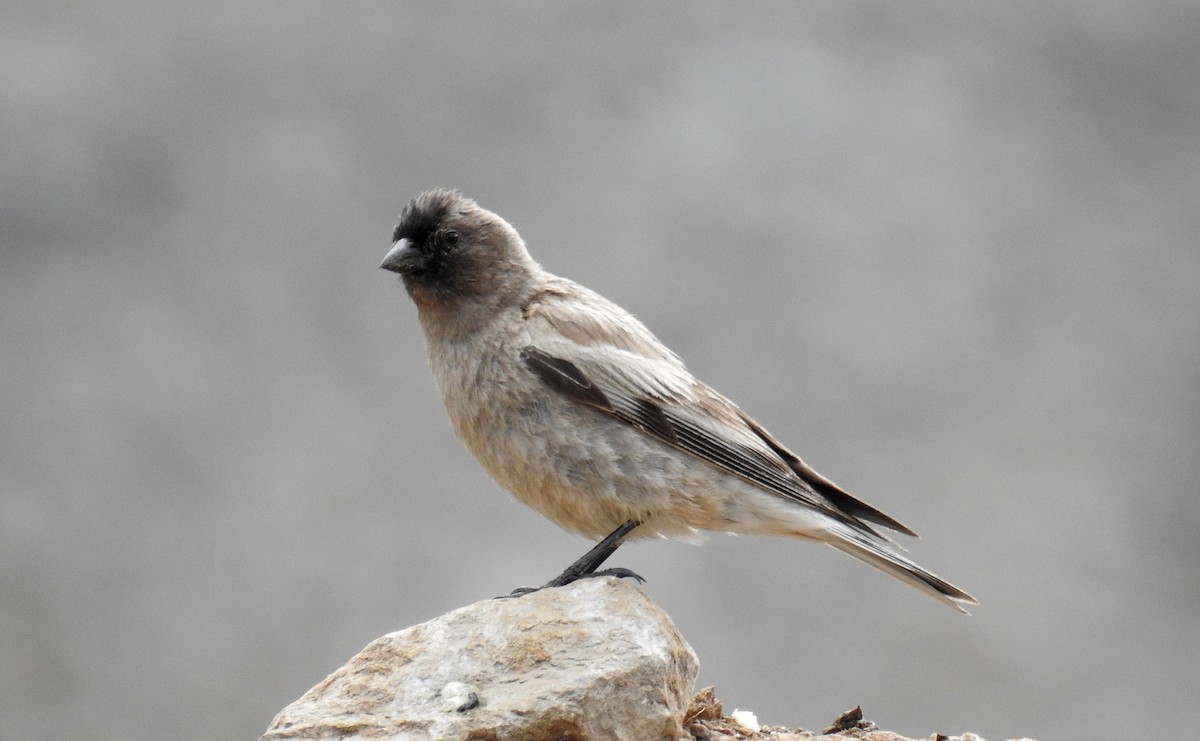 Black-headed Mountain Finch - Shwetha Bharathi