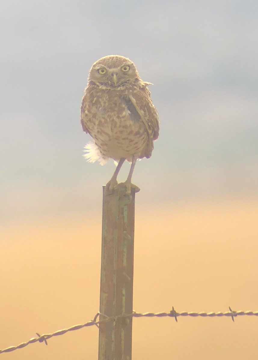 Burrowing Owl - Elliot Nelson