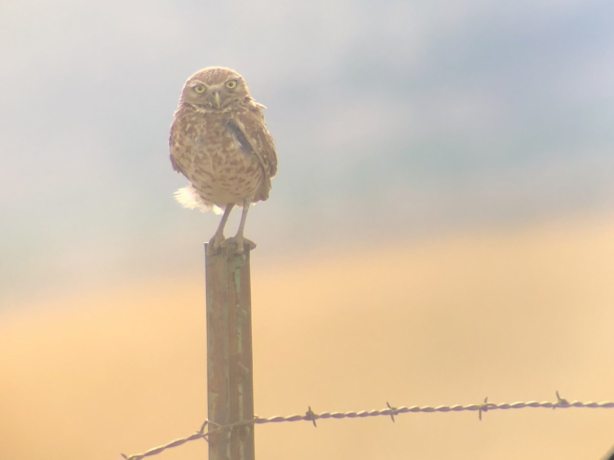 Burrowing Owl - Elliot Nelson