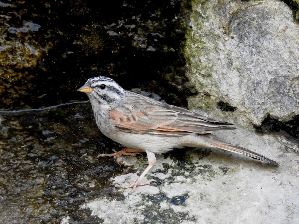 Striolated Bunting - ML119253801