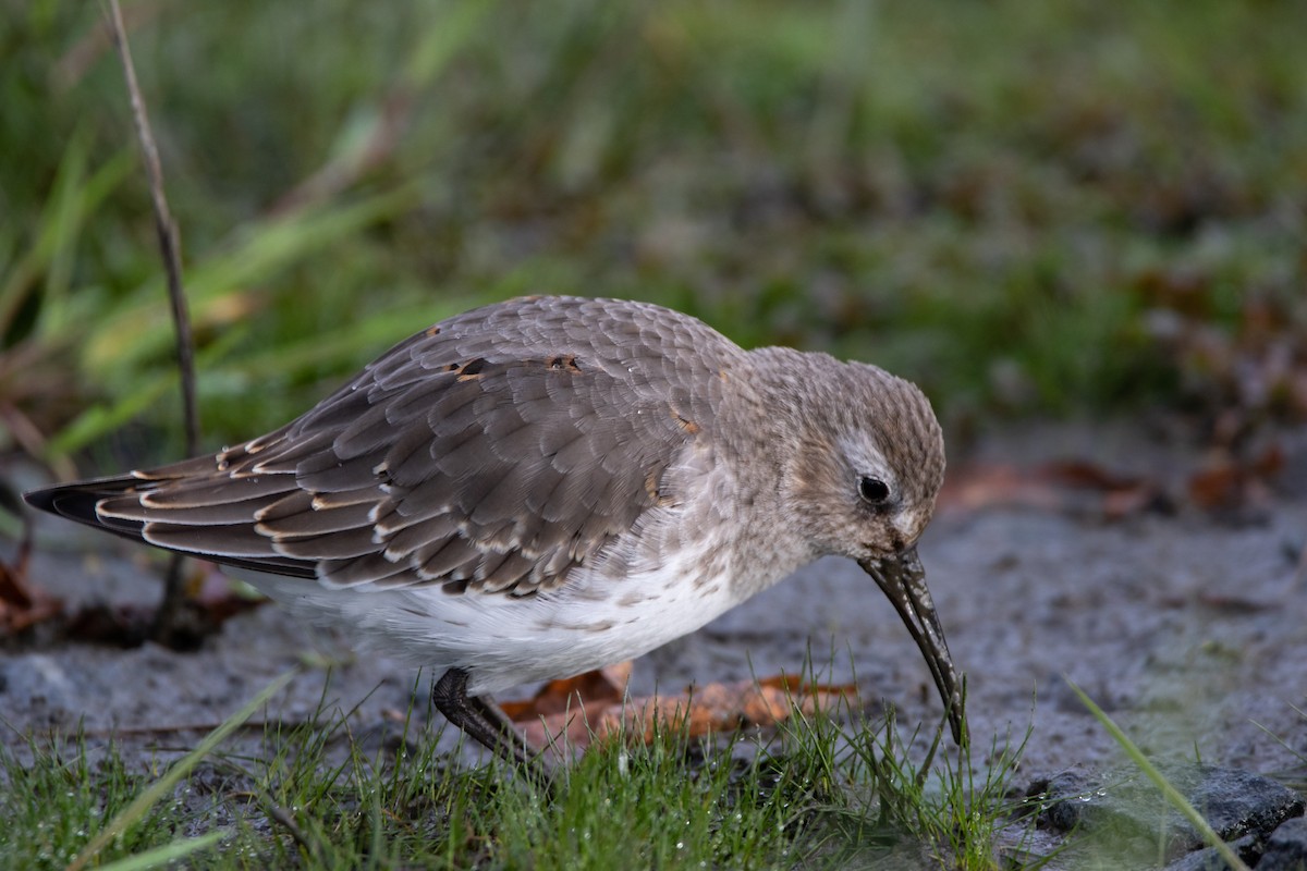 Dunlin - Kent McFarland